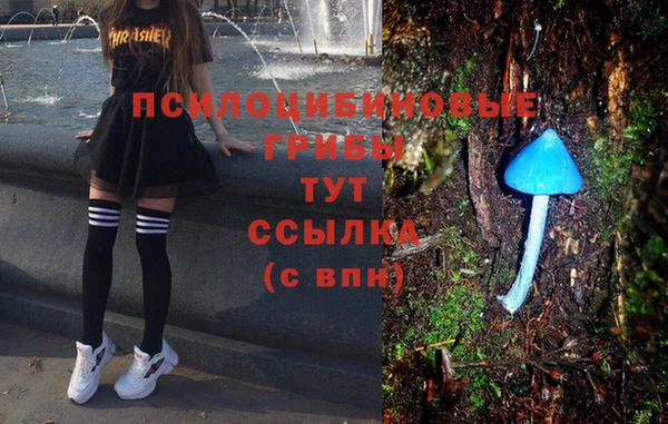 гидра Елизово